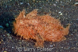 Hairy Frogfish, D70, Sigma 14 by Larry Polster 